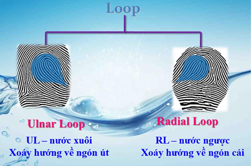 Phân biệt chủng vân tay Ulnar Loop và Radial Loop